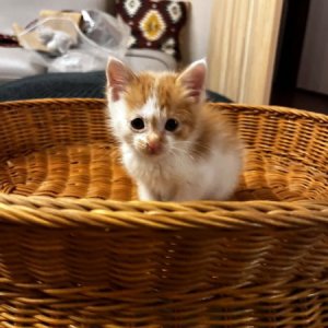 고양이 구조 코리아쇼트헤어 서울특별시 서대문구