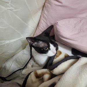 고양이를 찾습니다 고양이 전단지