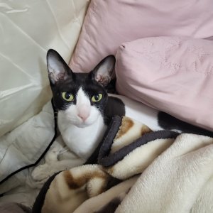 고양이 실종 코리아쇼트헤어 충청북도 음성군