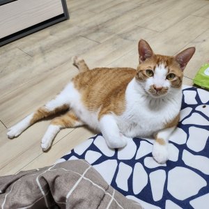 고양이를 찾습니다 고양이 전단지