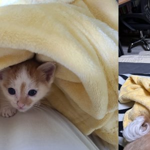 고양이 주인을 찾습니다 고양이 전단지