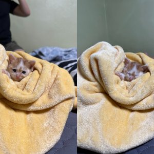 고양이 구조 코리아쇼트헤어 대구광역시 달서구