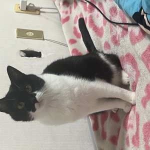 고양이 실종 코리아쇼트헤어 대전광역시 서구