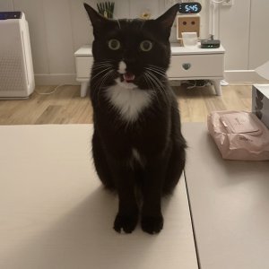 고양이를 찾습니다 고양이 전단지