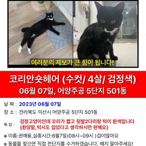 고양이 실종 코리아쇼트헤어 전라북도 익산시
