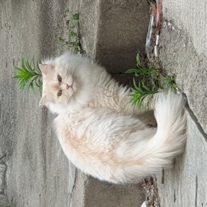 고양이 주인을 찾습니다 고양이 전단지
