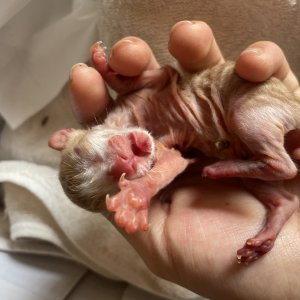 고양이 구조 코리아쇼트헤어 충청남도 청양군