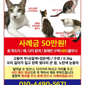 고양이 실종 코리아쇼트헤어 경상남도 창원시 성산구