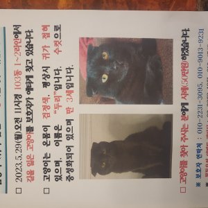 고양이 실종 스코티시폴드 서울특별시 양천구