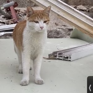 고양이 실종 코리아쇼트헤어 서울특별시 도봉구