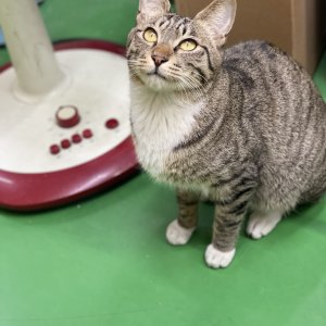 고양이 실종 코리아쇼트헤어 대전광역시 대덕구