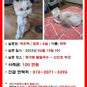 고양이 실종 기타묘종 경상남도 진주시