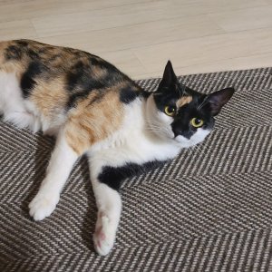 고양이를 찾습니다 고양이 전단지