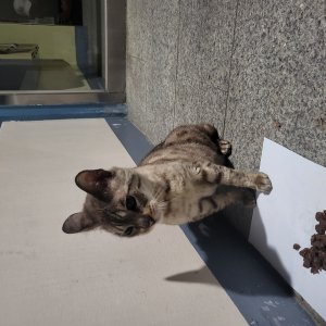고양이 주인을 찾습니다 고양이 전단지