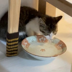 고양이 주인을 찾습니다 고양이 전단지