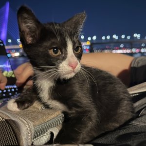 고양이를 찾습니다 고양이 전단지