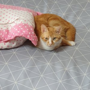 고양이 실종 코리아쇼트헤어 경기도 남양주시