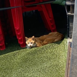 고양이 목격 기타묘종 서울특별시 강서구