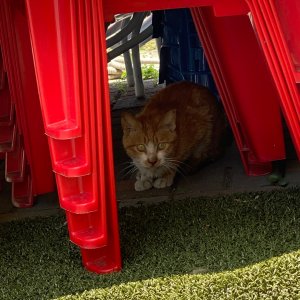 고양이 주인을 찾습니다 고양이 전단지