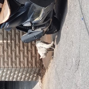 고양이 주인을 찾습니다 고양이 전단지