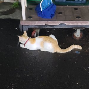 고양이 주인을 찾습니다 고양이 전단지