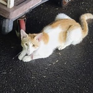 고양이 목격 코리아쇼트헤어 인천광역시 남동구