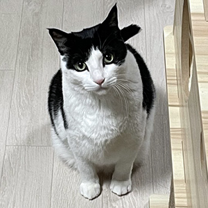 고양이 실종 코리아쇼트헤어 경기도 성남시 수정구