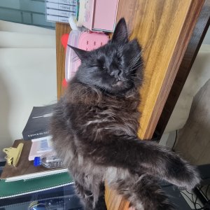 고양이를 찾습니다 고양이 전단지