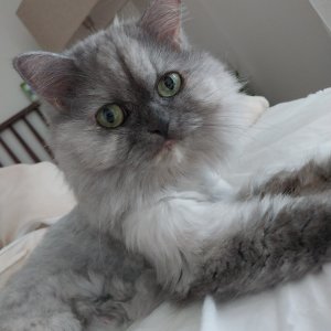 고양이 실종 페르시안 경기도 하남시