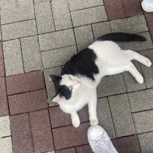 고양이 주인을 찾습니다 고양이 전단지