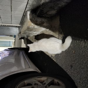 고양이 주인을 찾습니다 고양이 전단지
