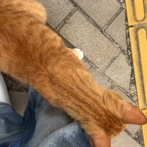 고양이 주인을 찾습니다 고양이 전단지