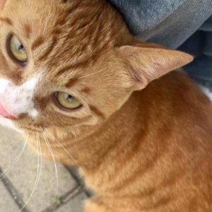 고양이 목격 기타묘종 인천광역시 연수구
