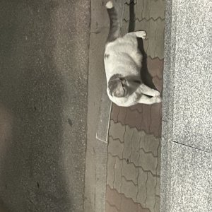 고양이 주인을 찾습니다 고양이 전단지