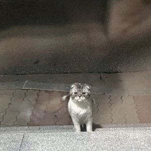 고양이 목격 스코티시폴드 경기도 이천시