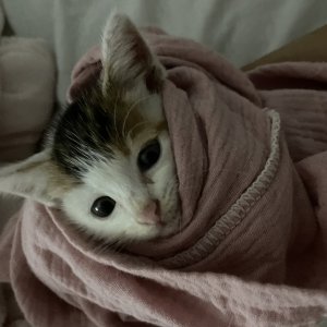 고양이 주인을 찾습니다 고양이 전단지