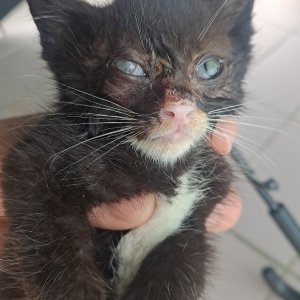 고양이 구조 코리아쇼트헤어 인천광역시 부평구