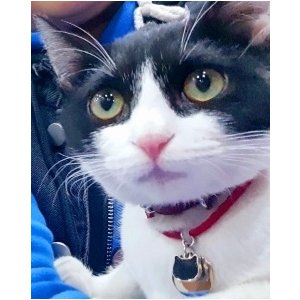 고양이 실종 코리아쇼트헤어 경기도 하남시
