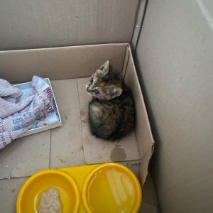 고양이 구조 기타묘종 부산광역시 부산진구