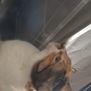 고양이를 찾습니다 고양이 전단지