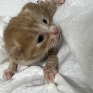 고양이 주인을 찾습니다 고양이 전단지