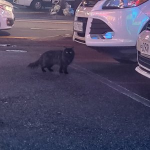 고양이 주인을 찾습니다 고양이 전단지