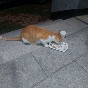 고양이 목격 기타묘종 광주광역시 광산구