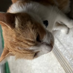 고양이를 찾습니다 고양이 전단지
