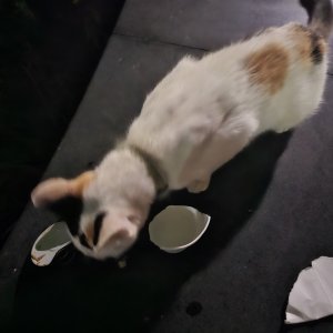 고양이 주인을 찾습니다 고양이 전단지