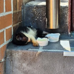 고양이 주인을 찾습니다 고양이 전단지
