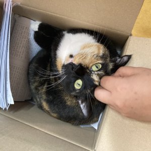 고양이를 찾습니다 고양이 전단지