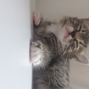 고양이 주인을 찾습니다 고양이 전단지