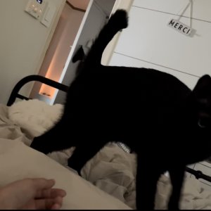 고양이를 찾습니다 고양이 전단지
