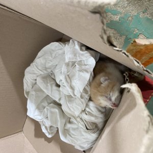 고양이 주인을 찾습니다 고양이 전단지